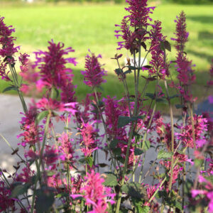 Agastache foeniculum Zuni Purple - Izsópfű
