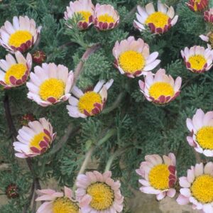 Anacyclus pyrethrum var. Depressus - Havas törpemargitvirág