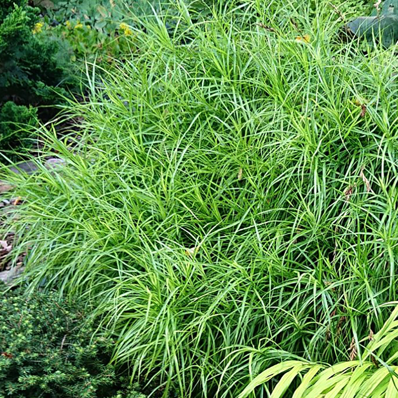 Carex muskingumensis - Pálmalevelű sás