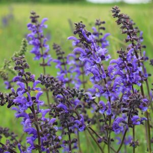 Salvia pratensis - Mezei zsálya