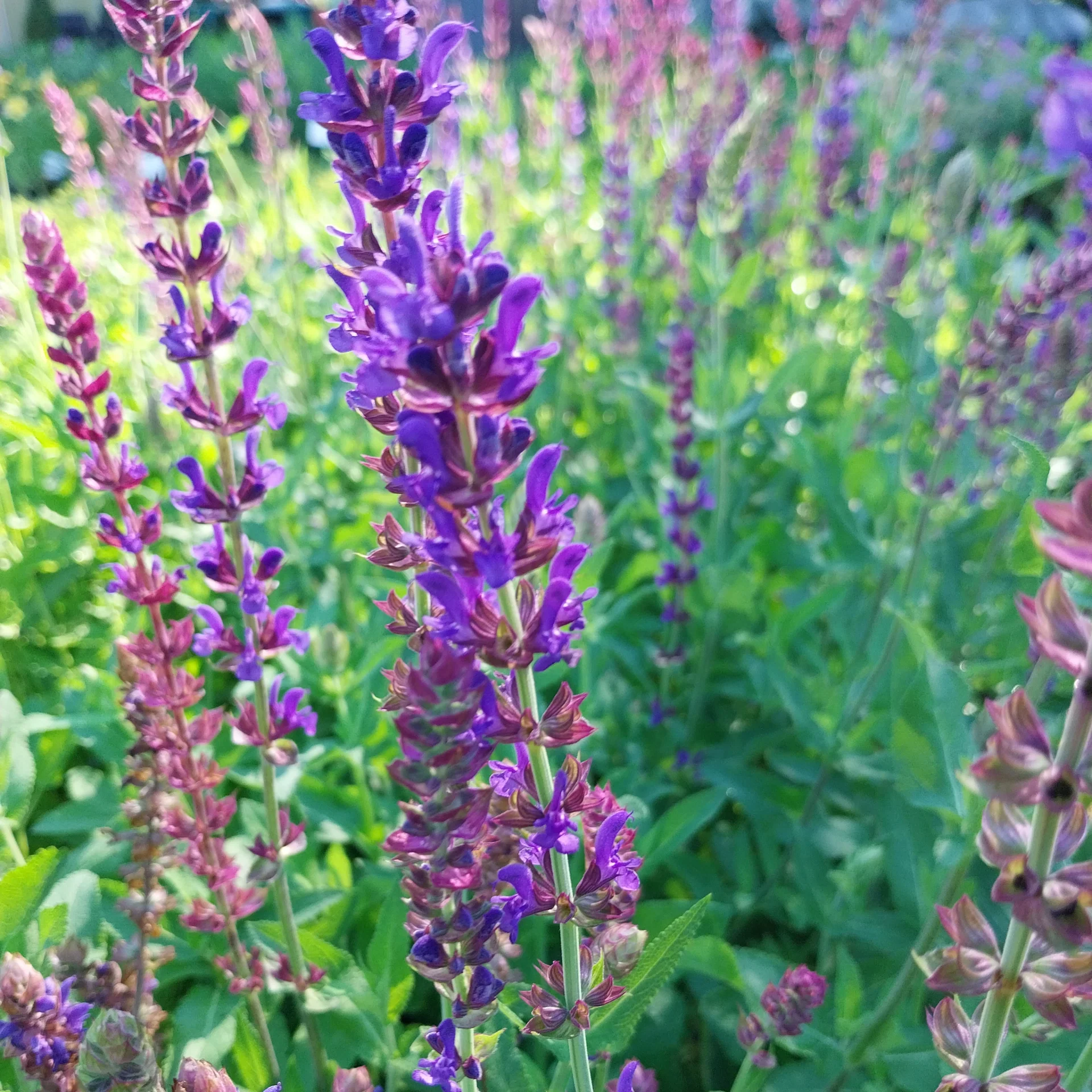 Salvia nemorosa Violettkönigin - Ligeti zsálya