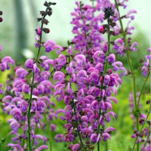 Salvia pratensis Rose Phapsody - Mezei zsálya