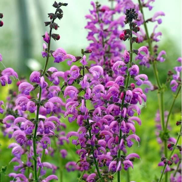 Salvia pratensis Rose Phapsody - Mezei zsálya
