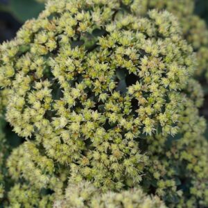 Sedum telephium seduction Yellow Delicat - Varjúháj