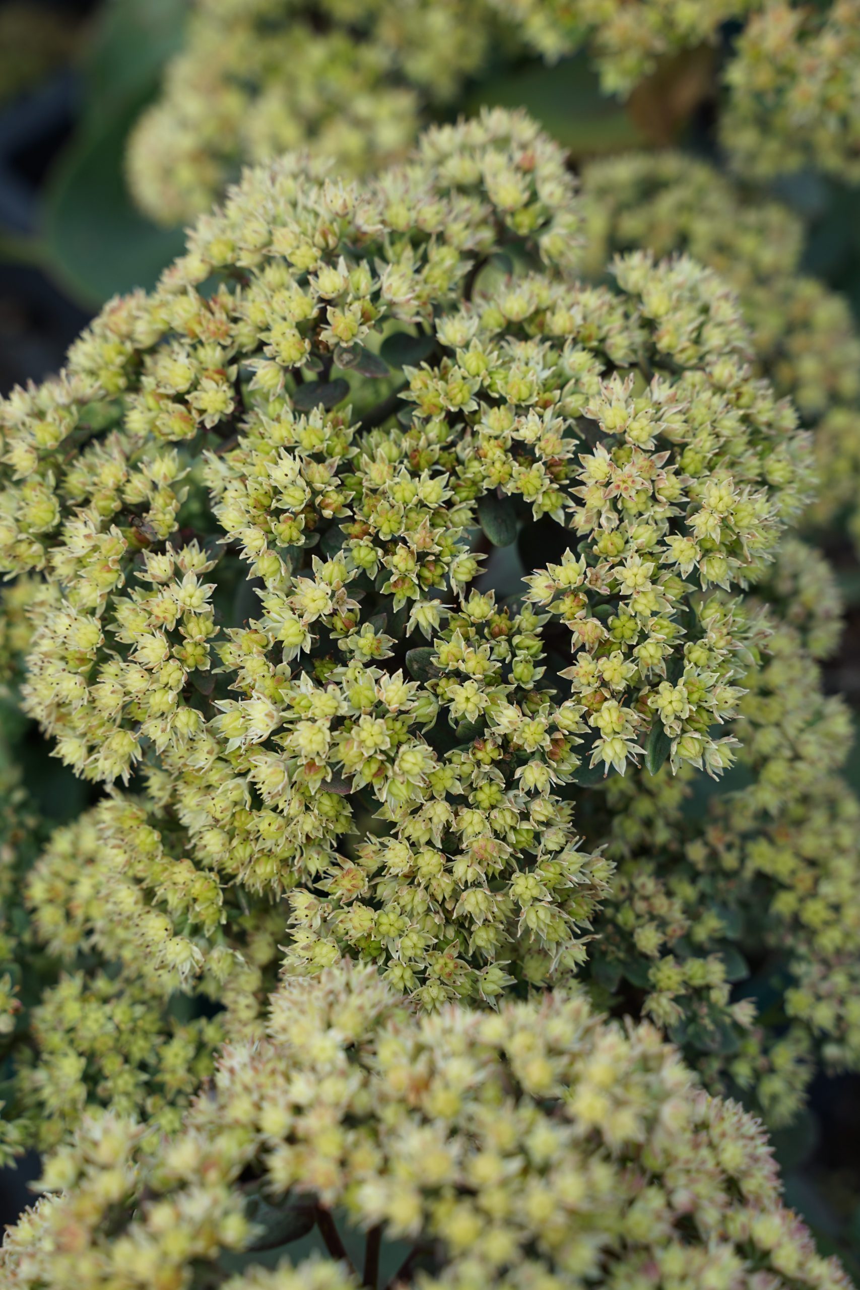 Sedum telephium seduction Yellow Delicat - Varjúháj