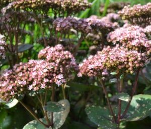 Sedum telephium Matrona - Varjúháj