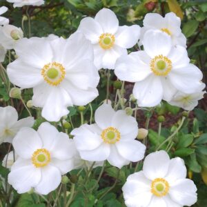 Anemone hybrida Honorine Jobert - Hibrid szellőrózsa