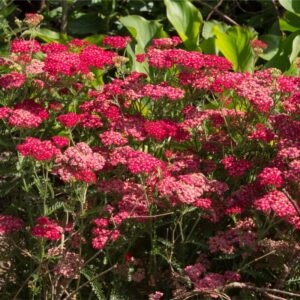 Achillea Mill. Milly Rock Cherry - Közönséges cickafark