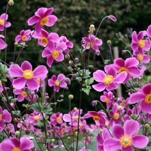 Anemone hupehensis Splendens - Kínai szellőrózsa