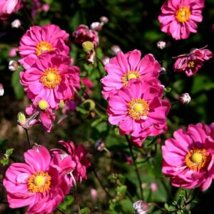 Anemone Hybrida Pamina - Hibrid szellőrózsa