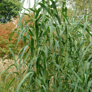Arundo Donax - Olasznád