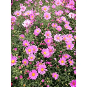 Aster dumosus Peter Harrison - Törpe őszirózsa