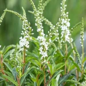 Lysimachia Autumn Snow - Kerti lizinka