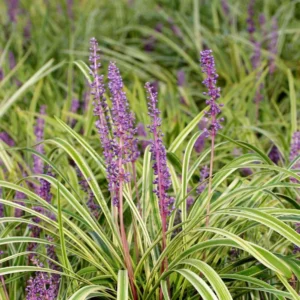 Liriope muscari Variegata - Gyöngyikés gyepliliom