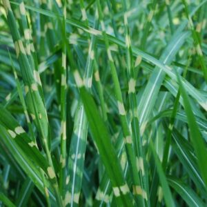 Miscanthus sinensis Zebrinus - Csíkos zebrafű