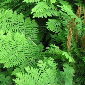 Osmunda Regalis - Királypáfrány