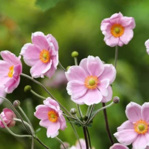 Anemone hupehensis Rose Shades - Őszi szellőrózsa