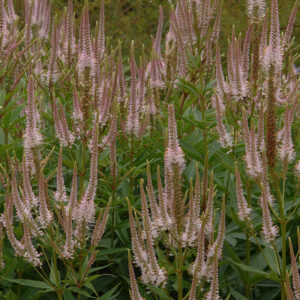 Veronicastrum virginicum Challenger - Virginiai Veronika