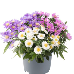 Aster dumosus Alpha Mixmadters Exp. - Őszirózsa