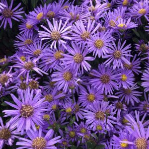 Aster amellus Blue King - Őszirózsa
