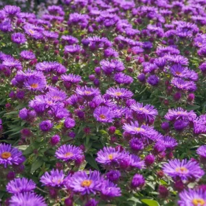 Aster novae-angliae Purple Dome - Mirigyes őszirózsa