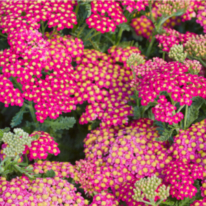 Achillea Mill. Rock Pink - Közönséges cickafark
