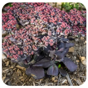 Sedum Telephium After Dark - Varjúháj