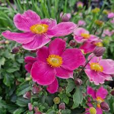 Anemone Hupehensis Emmy Deep Rose - Őszi szellőrózsa