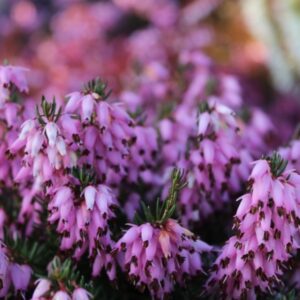 Erica Carnea Rosy Gem - Alpesi hanga