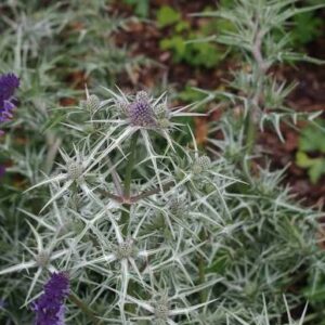 Eryngium Variifolium - Iringó