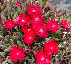 Delosperma Desert Dancer Red - Kristályvirág
