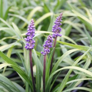 Liriope muscari Money Maker - Gyöngyikés gyepliliom