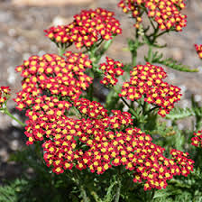 Achillea Mill. Milly Rock Red - Közönséges Cickafark