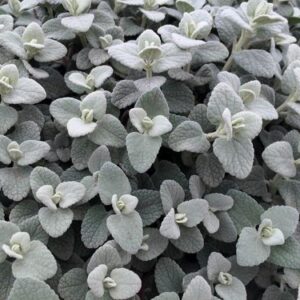 Ballota pseudodictamnus Compact Form - Peszterce